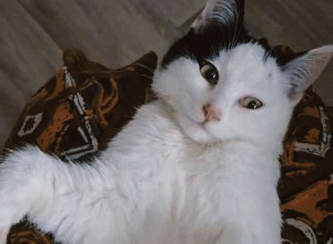 🐾 Отдаём в добрые руки!

Очаро...
