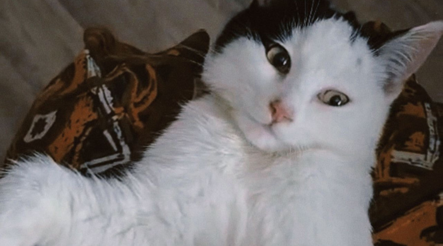 🐾 Отдаём в добрые руки!

Очаро...