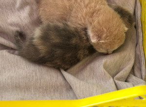 От подписчика:

Недельные котя...