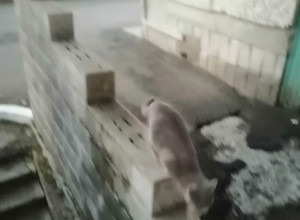 Пропал кот британской породы, ...