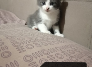 Здравствуйте.
Отдам котят.
Кот...