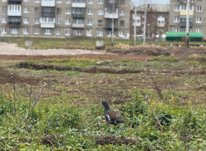Глухарь в городе
Фото от наших...
