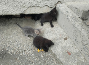 Бездомная кошка родила очаров...