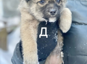Этих славных малышей нашли в з...
