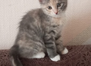 Котятам нужен дом🏠 . Возраст 2...