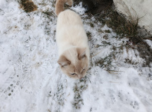 Ищет дом маленький котёнок, вы...