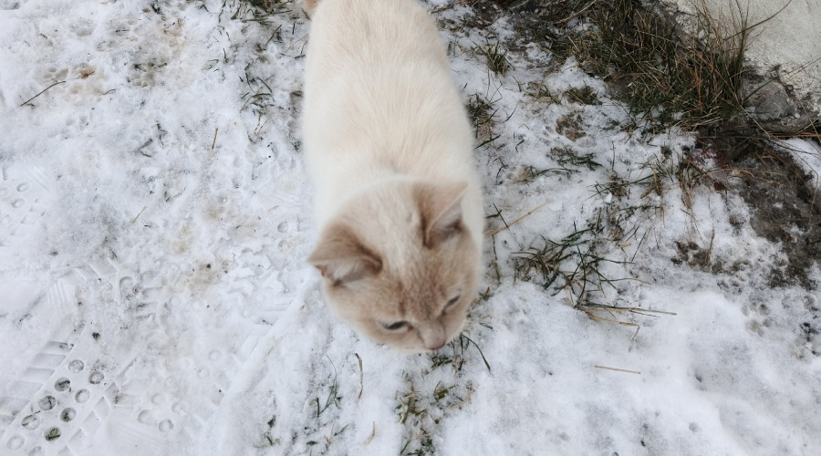 Ищет дом маленький котёнок, вы...