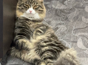 Отдам кота и кошу в добрые рук?...