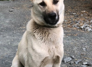 🐕Сэмик - светлый красавец, с о...
