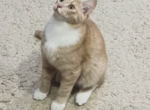 Отдадим в добрые руки котика, (...