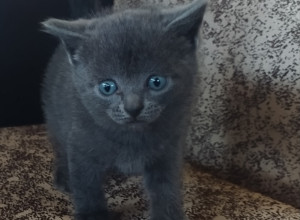 Отдадим котенка. Девочка. Роди...