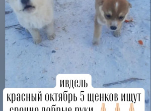 5 щенков ищут дом. будут прекра...
