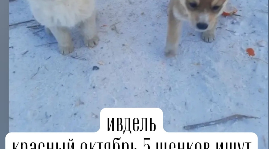 5 щенков ищут дом. будут прекра...