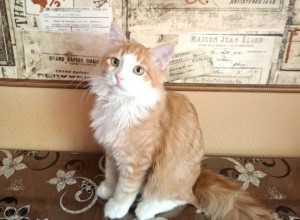 Мелисс- котенок на передержке,...