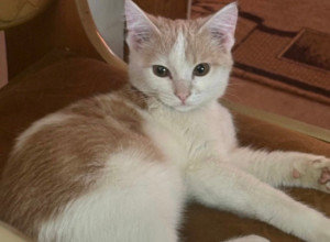 Потерялся котенок. в частном с...