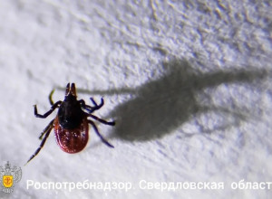 📉С начала сезона в Свердловс?...