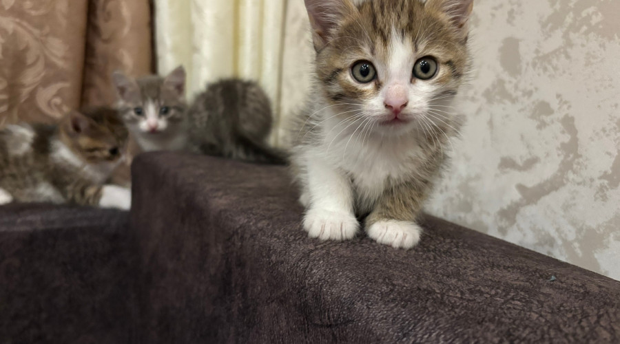 Котята ищут дом 🏠 в добрые ру?...