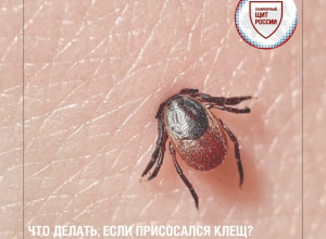 Укус клеща может остаться нез?...