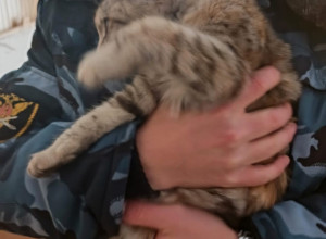 От подписчика:

Коты и кошки ищ...