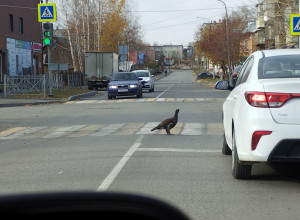 По правилам не только пешеход?...