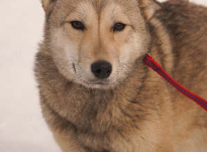 🐶 Подопечная Первоуральског?...