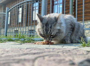 От подписчика:

Чья кошечка? ви...
