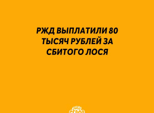 Поезд под Серовом сбил лося: Р?...