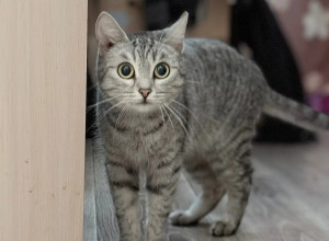 От подписчика:

Потерялась кош...