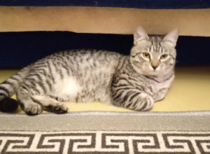 Красноуральск.Потерялся  серы...