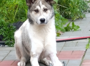🐕 КРАСАВИЦА и УМНИЦА В ПОИСКЕ...