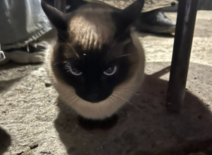 Анонимно. 
Нашли котика, сиамс?...