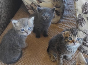 Отдадим котят.  2 девочки, оста?...