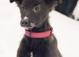 🐶 Подопечная Первоуральског?...