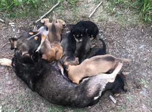 От подписчика:

в добрые руки???...