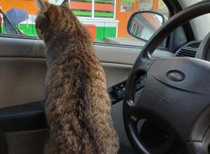 Потерялся кот на Пригородном ?...