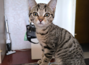Нашли котенка в подъезде по  у?...