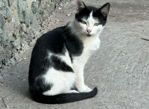 🐈‍⬛🐾ИМ ОЧЕНЬ НУЖЕН 🏠 🐾
Ми...