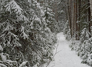 Лесная сказка❄️
Фото от подп?...