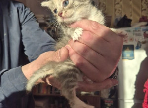 Очаровательные кото-детки ищу...