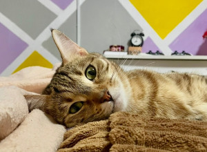 Ищу кошке нового хозяина 🐾

О?...