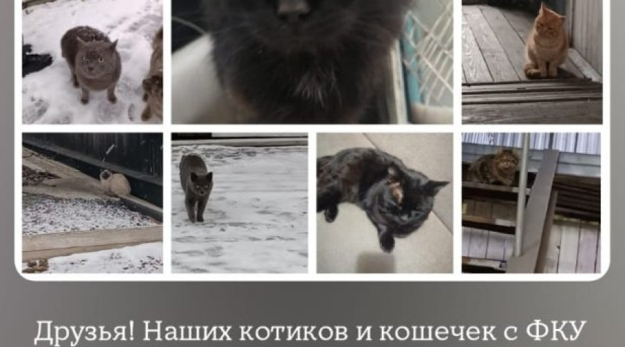 От подписчика...