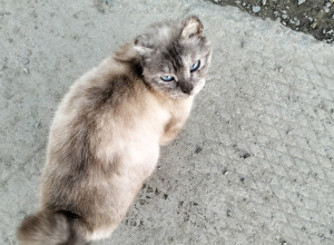 От подписчика:

Кошечка от маг?...