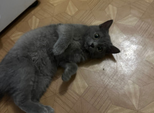 Ищем красавице ДОМ!🏠 
Нашли к?...