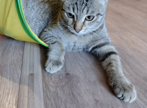 МАРС 
котик 4-5 месяцев ищет дом...