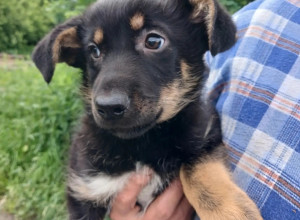 Мне сегодня дали имя Элис!

🐕??...