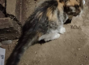 🆘🆘🆘 пристраивается кошечк?...