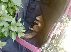 ♥Немного милоты 
 
В одном из п...