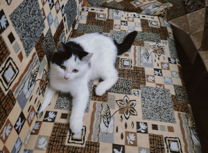 🐾 Отдаём в добрые руки!

Очаро...