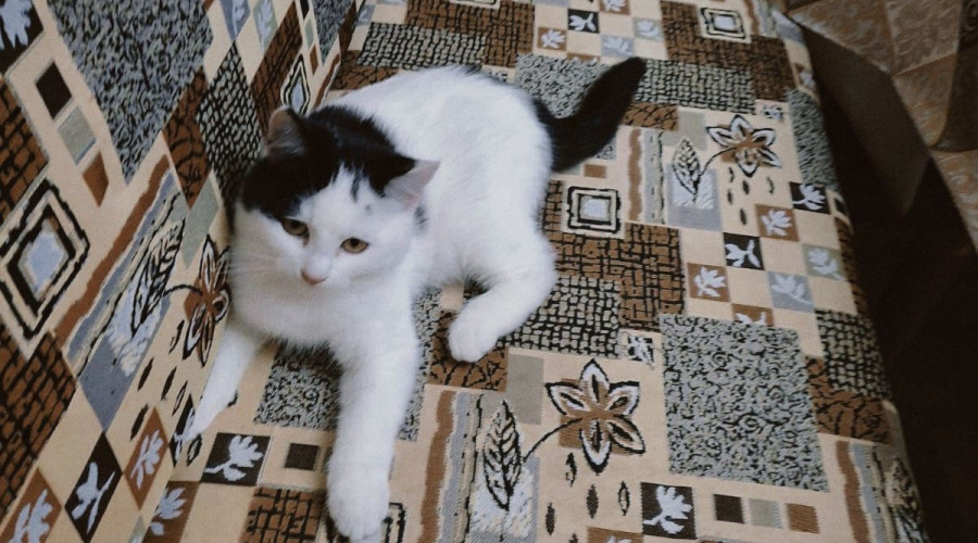🐾 Отдаём в добрые руки!

Очаро...