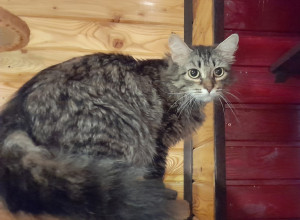 ВЕРНАЯ ПОДРУГА и КОМПАНЬОН 😻 ...